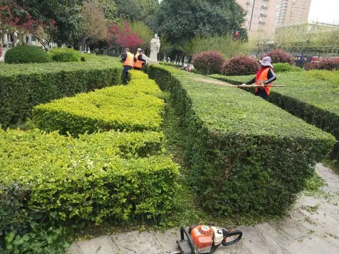 安阳城市绿化带植物叫什么